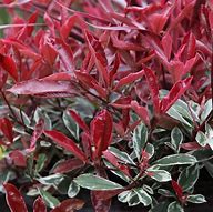 Image result for Photinia fraseri Pink Marble