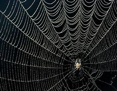 Image result for Spider Lives in Web