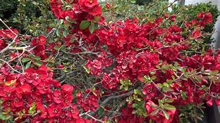 Image result for Chaenomeles sup. Elly Mossel