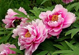 Image result for Paeonia Murillo (Lactif-S-Group)