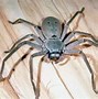Image result for The Biggest Spider in the World That Is Real