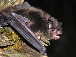Image result for Indiana Bat Habitat