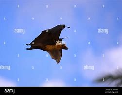 Image result for Cuban Fruit Bat
