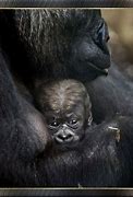 Image result for Animated Ape