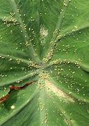 Image result for Common Indoor Plant Diseases