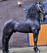 Image result for Arabian Friesian Horse