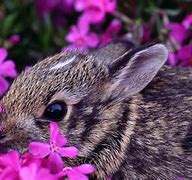 Image result for Cutest Baby Animal Wallpapers