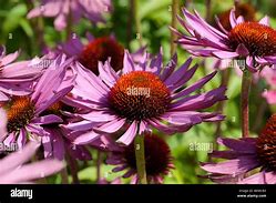 Echinacea purpurea Ruby Giant ପାଇଁ ପ୍ରତିଛବି ଫଳାଫଳ