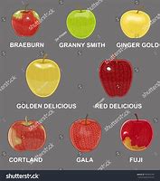 Image result for Apple Fruit Types