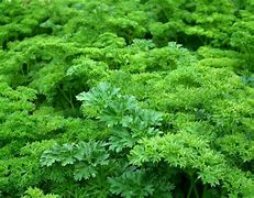 Image result for Herb Garden Parsley