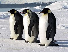Image result for Emperor Penguin Side View