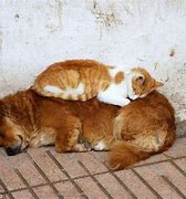 Image result for Cat Sleeping On Dog