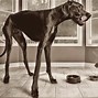 Image result for World Biggest Dog Ever Lived