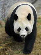 Image result for Giant Panda Old