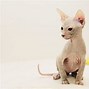 Image result for Cute Cat Breeds Rare