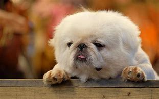 Image result for Fluffy Dogs Chillin