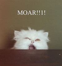 Image result for Moar Cat Meme
