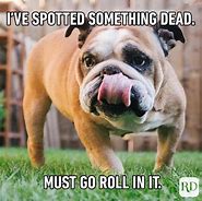 Image result for Like a Boss Funny Dog Memes