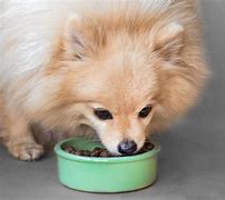 Image result for Food for Pomeranians