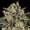 Image result for Richie Rich THC