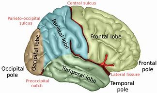 Image result for No Frontal Lobe