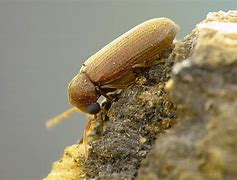 Image result for anobiidae