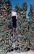 Image result for World's Largest Tomato Plant