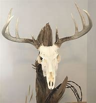 Image result for Back of Deer Skull