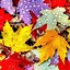 Image result for Fall Wallpaper iPhone 8