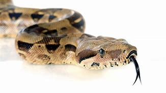 Image result for constrictor