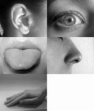Image result for Five Senses Art Project