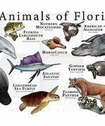 Image result for Florida State Protected Species