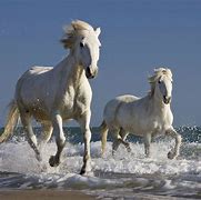 Image result for Wild horses wallpapers