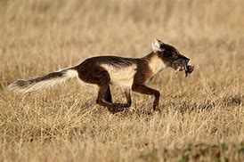 Image result for Fox Run Arctic Fox