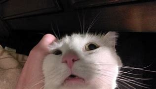 Image result for Catnip Cat Face
