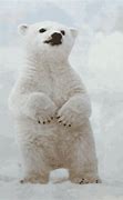 Image result for Polar Bear Facepalm