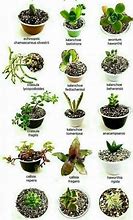 Image result for Succulent Plants and Their Names