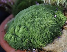 Image result for Arenaria tetraquetra