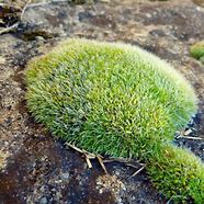 Image result for Pincushion Moss Vertical Garden