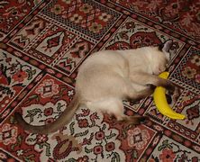 Image result for Happy Banana Cat Meme