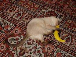 Image result for Banana Cat Toy