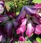 Image result for Clematis Viticella
