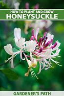 Image result for Climbing Honeysuckle Vine