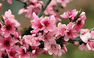 Image result for Pink Apple Blossoms