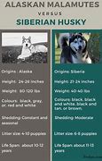 Image result for Alaskan Malamute Compared to Siberian Husky