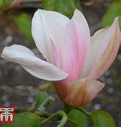 Image result for Magnolia Flamingo