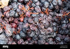 Image result for Spoiled Grapes