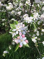 Image result for Honeycrisp Apple Tree Blossom