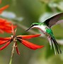 Image result for Heliothryx Trochilidae