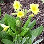 Image result for Primula auricula Joyce